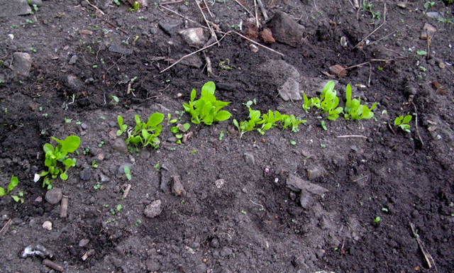 Lettuce 2nd April