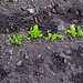Lettuce 2nd April