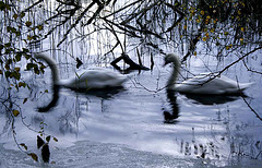Unfocused swans