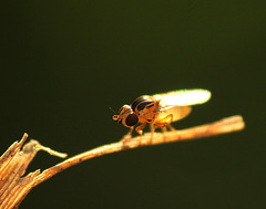 Tiny! Cute! Grass Fly