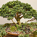 Bonsai Boxwood – United States Botanic Garden, Washington, D.C.