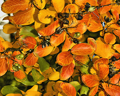 Crape Myrtle in Autumn #1 – National Arboretum, Washington D.C
