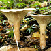 Fungi in woodland