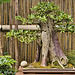 Bonsai Willow Leaf Fig – United States Botanic Garden, Washington, D.C.