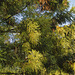 Japanese Cedar #1 – National Arboretum, Washington D.C.