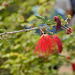 Baja Fairy Duster – United States Botanic Garden, Washington, D.C.
