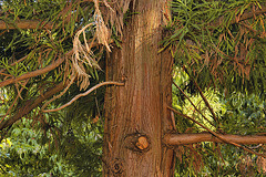 Japanese Cedar #2 – National Arboretum, Washington D.C.