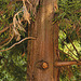 Japanese Cedar #2 – National Arboretum, Washington D.C.