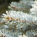 Blue Spruce, up close