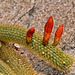Golden Rat Tail Cactus – United States Botanic Garden, Washington, D.C.
