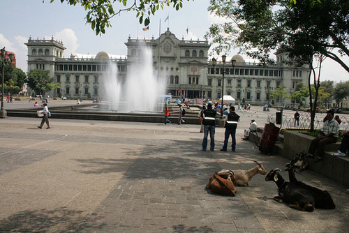 "Goatemala City" – LOL – I Crack Myself Up