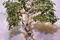 Bonsai Lantana Tree – National Arboretum, Washington D.C.