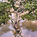 Bonsai Lantana Tree – National Arboretum, Washington D.C.