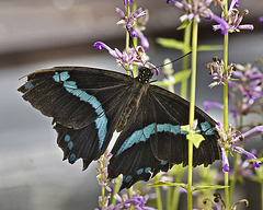 Swallowtail Butterfly – Brookside Gardens, Wheaton, Maryland