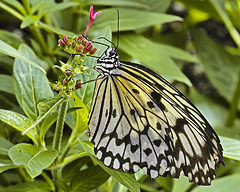 Paper Kite Butterfly – Brookside Gardens, Wheaton, Maryland