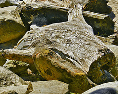 Driftwood, #2 – Second Beach, Vancouver, British Columbia