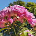 Pink Roses – Stanley Park, Vancouver, British Columbia