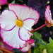 White and Pink Begonia – Stanley Park, Vancouver, British Columbia