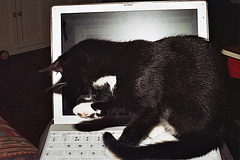Cat and iBook