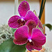 Doritaenopsis "Taida Salu" – United States Botanic Garden, Washington, D.C.
