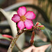 Desert Rose – United States Botanic Garden, Washington, D.C.