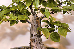 Bonsai American Hornbeam – National Arboretum, Washington D.C.
