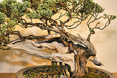 Dwarf Japanese Garden Juniper – National Arboretum, Washington D.C.