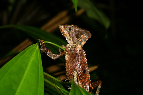 A Helmeted Lizard.