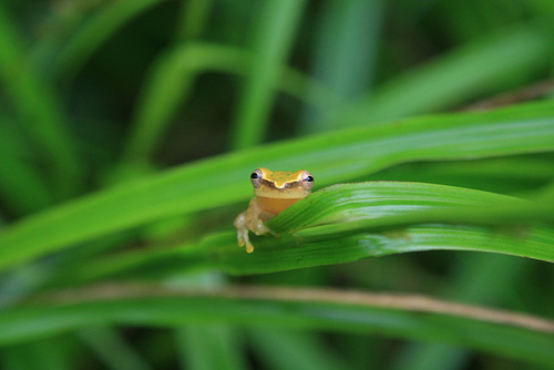 Cute Little Cricket Tree-Frog