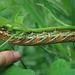 Large And Colourful Caterpillar