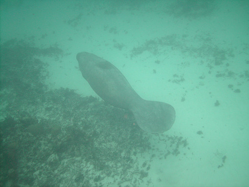 A Manatee Swims Below Us