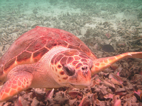 Loggerhead Turtle