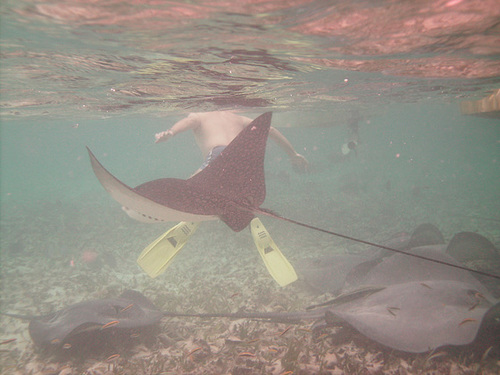 Being Chased By An Eagle Ray