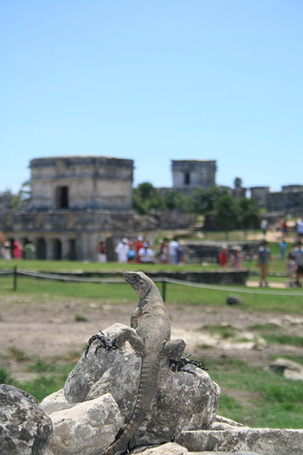 An Iguana Looks Out