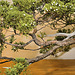 Bonsai Chinese Juniper – National Arboretum, Washington D.C.