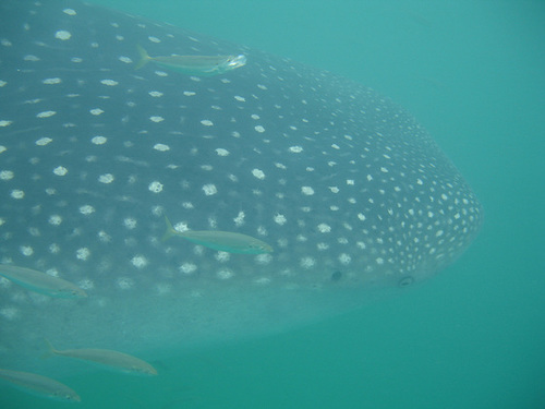 Whale Shark, Side On