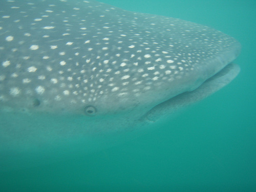 Whale Shark – The Mouth