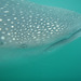 Whale Shark – The Mouth