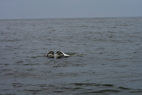 A Manta Ray Waves Us Over