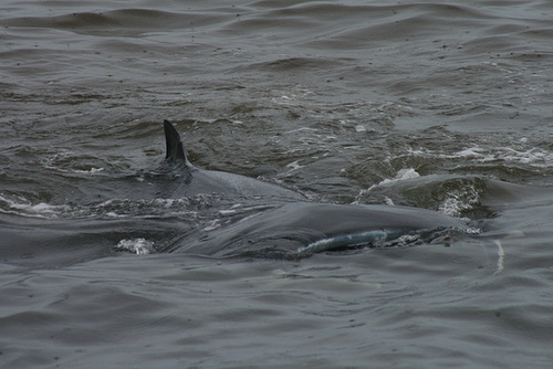 The Manta Swims Past