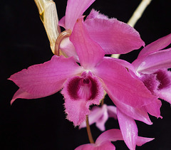 Dendrobium Linda Leong