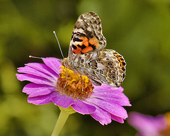 American Painted Lady – Brookside Gardens, Wheaton, Maryland