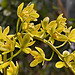 A Chorus Line of Orchids – United States Botanic Garden, Washington, D.C.