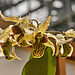 Dendrobium "Spider Lily" – United States Botanic Garden, Washington, D.C.
