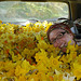 picking daffodils for Daffodil Day