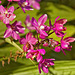 Spathoglottis "Plum Passion" – United States Botanic Garden, Washington, D.C.