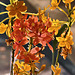 Epidendrum "Peach Glow" Orchids – United States Botanic Garden, Washington, D.C.