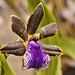 Zygopetalum Hybrid – United States Botanic Garden, Washington, D.C.