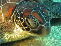 La tête de la tortue marine