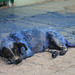 The Unknown Story Of The Blue Dog